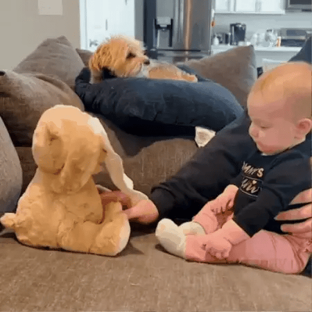GOLDEN TEDDY🧸 EL JUGUETE QUE OFRECE HORAS DE DIVERSIÓN Y CUIDADO EMOCIONAL 👶